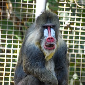Mandrill - male Tabah
