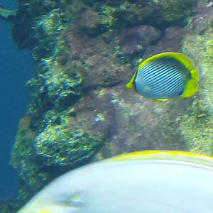 Spot-tail butterflyfish