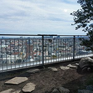 Tortoise with a view