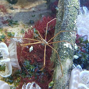 Arrow crab - Stenorhynchus seticornis