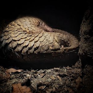 Sunda Pangolin (Manis Javanica)
