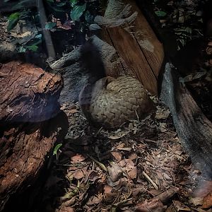 Sunda Pangolin (Manis Javanica)
