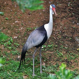 Wattled Crane (Bugeranus carunculatus)