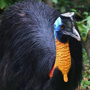 Northern Cassowary (Casuarius unappendiculatus)
