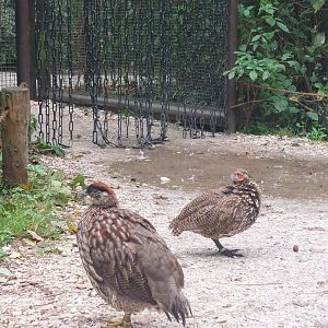 Erckell's & yellow-necked francolin
