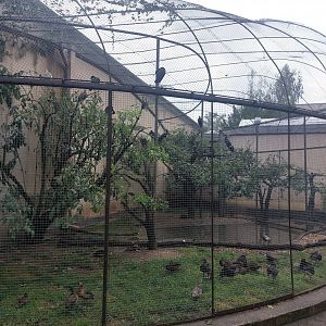 African openbill aviary