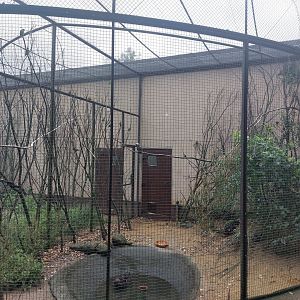 Lovebird aviary