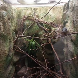 Panther chameleon terrarium