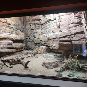 Ornate mastigure, Starred agama & Tunisian tortoise terrarium