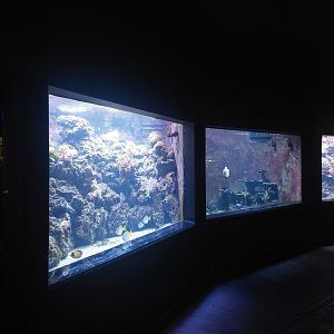 Coral reef aquaria