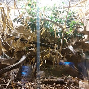 Vine snake terrarium