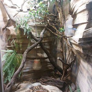 Karimbola cat snake terrarium