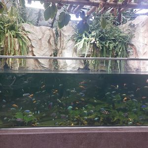 Great Lake cichlid tank