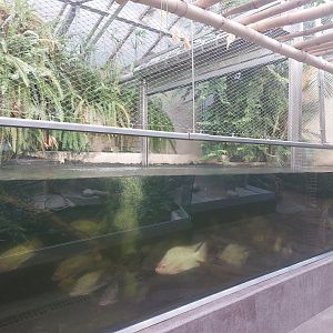 African dwarf crocodile enclosure