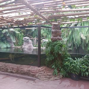 Second slender-snouted crocodile enclosure