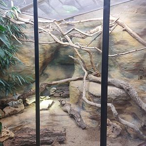 Peter's rock agama & pancake tortoise enclosure