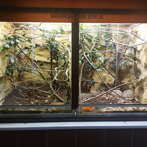 Great Lakes & green bush viper terraria