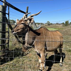 Giant Eland