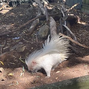 Albino Crested Porcupine