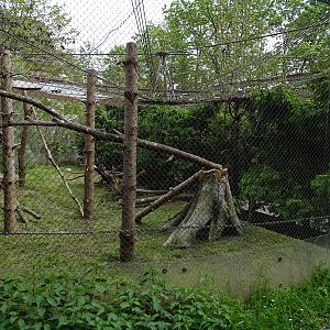 European wildcat enclosure