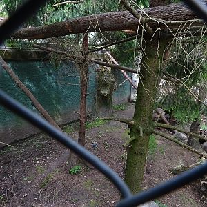 European wildcat enclosure