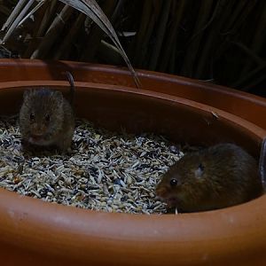Harvest mouse (Micromys minutus)