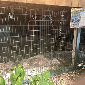 American Alligator Habitat