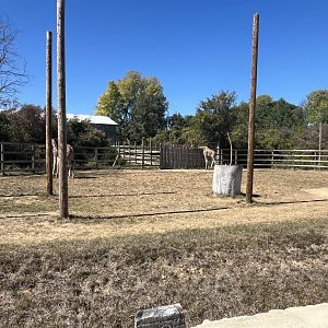 Giraffe Enclosure