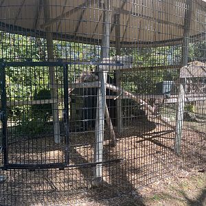 Golden Pheasant Aviary