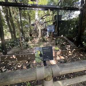 Wortham World of Primates Keel-billed Toucan