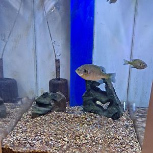 Bluegill-only tank (Lake Erie Metropark, Wayne County, MI, 9/21/24)