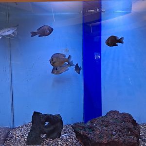 Bluegill/Black Crappie/Longnose Gar tank (Lake Erie Metropark, Wayne County, MI, 9/21/24)