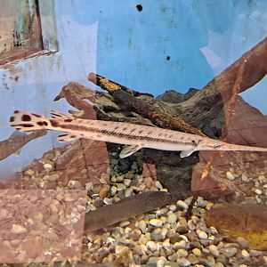 Large Great Lakes Tank (Lake Erie Metropark, Wayne County, MI, 9/21/24)