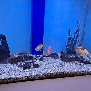 Goldfish (Lake Erie Metropark, Wayne County, MI, 9/21/24)