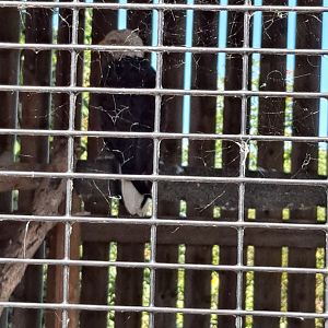 Luc the Bald Eagle (Lake Erie Metropark, Wayne County, MI, 9/21/24)