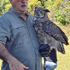 Man with Great Horned Owl (Lake Erie Metropark HawkFest, Wayne County, MI, 9/21/24)