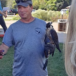 Man with Peregrine Falcon (Lake Erie Metropark HawkFest, Wayne County, MI, 9/21/24)