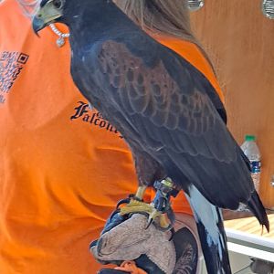 Falconer with Harris' Hawk (Lake Erie Metropark HawkFest, Wayne County, MI, 9/21/24)