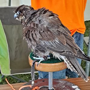 Saker Falcon floofball (Lake Erie Metropark HawkFest, Wayne County, MI, 9/21/24)