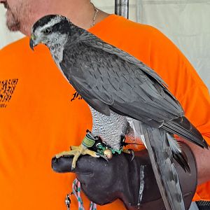 Falconer with American Goshawk (Lake Erie Metropark HawkFest, Wayne County, MI, 9/21/24)