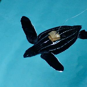 Leatherback Sea Turtle (Dermochelys coriacea)