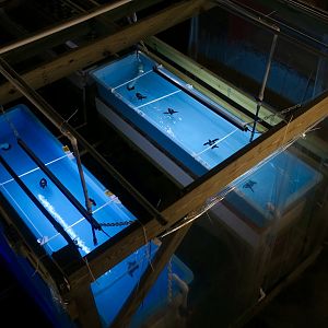 Leatherback Sea Turtle (Dermochelys coriacea) Tank Setup