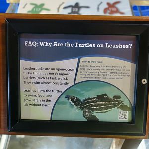 Leatherback Sea Turtle (Dermochelys coriacea) Husbandry Sign