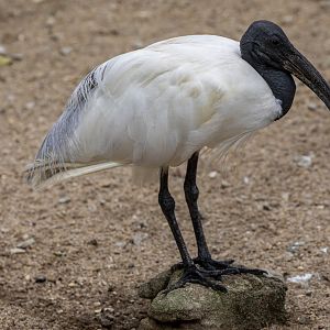 Black-headed ibis (Threskiornis melanocephalus)