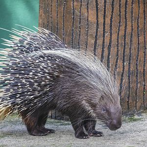 crested porcupine (Hystrix cristata)