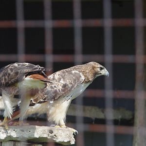 2014 - Red-tailed Hawks, Birds of Prey Conservation Centre