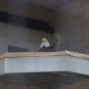 2014 - Bald Eagle, Birds of Prey Conservation Centre