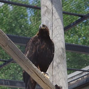 2014 - Golden Eagle, Birds of Prey Conservation Centre