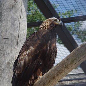 2014 - Golden Eagle, Birds of Prey Conservation Centre