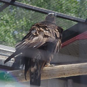 2014 - Golden Eagle, Birds of Prey Conservation Centre